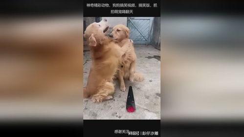 搞笑视频狗,萌宠界的喜剧之王