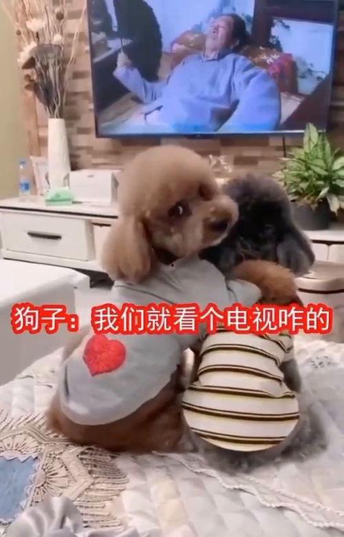 狗子电视免费观看,狗子电视免费观影之旅