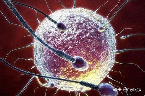 日本体内受精视频,创新与伦理的交织