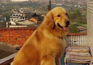 金毛和姐姐娱乐吃瓜酱,娱乐吃瓜酱的趣味日常